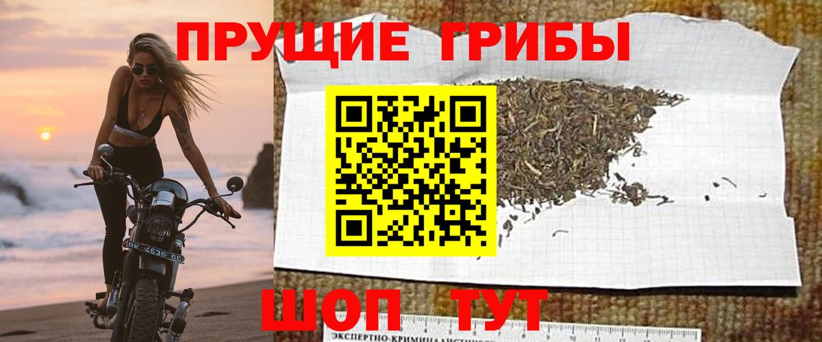 Ржев  Галлюциногенные грибы прущие грибы  Псилоцибиновые грибы мицелий  Вход с VPN 